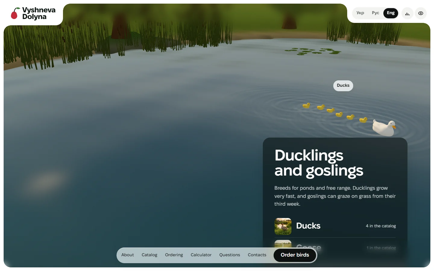 Vyshneva Dolyna — the pond: ducklings and goslings, with their breeds in the catalog